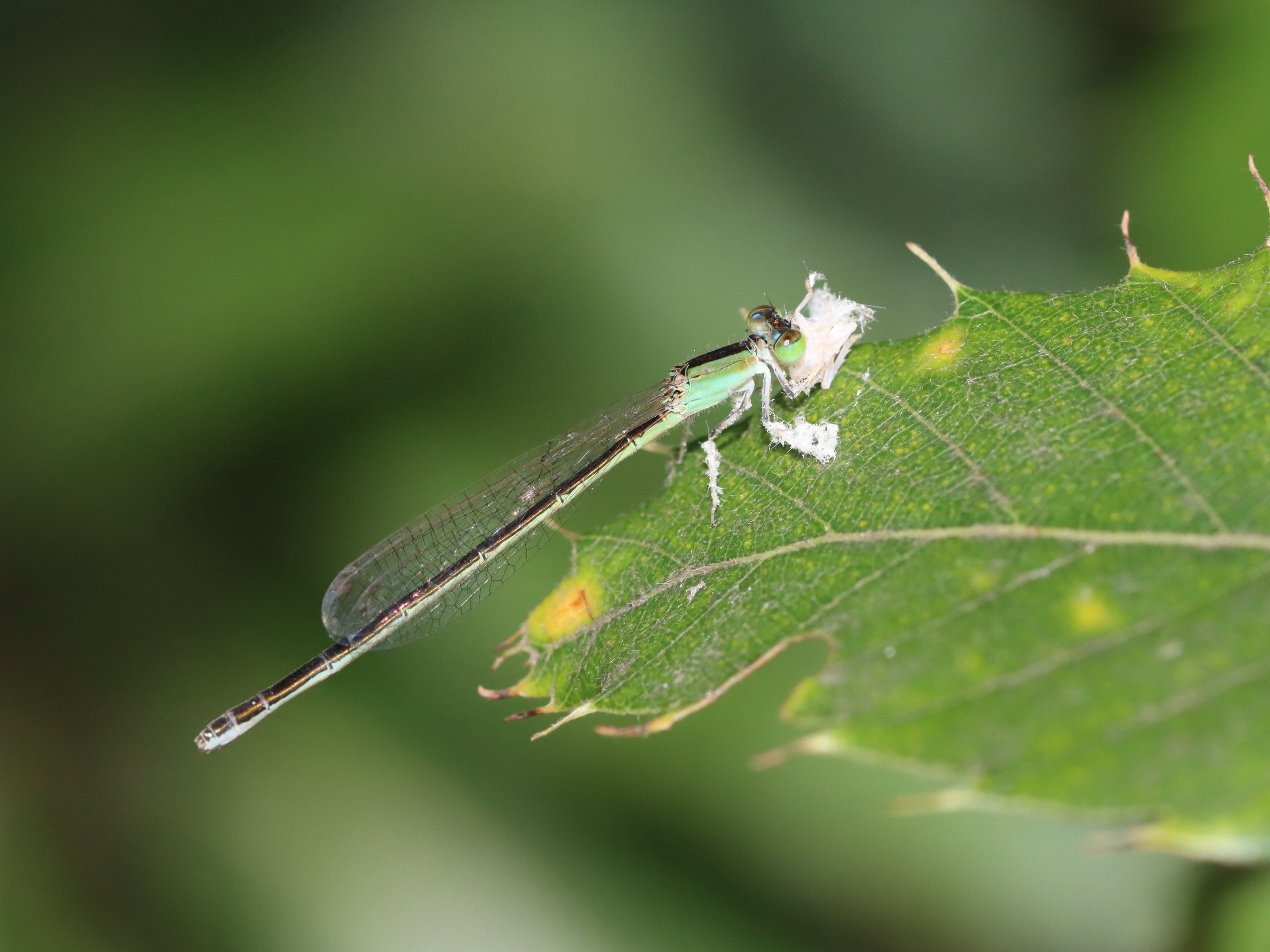 アジアイトトンボ6